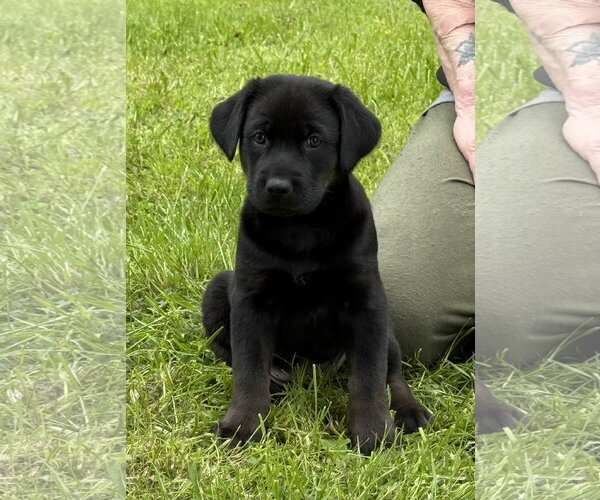 Medium Photo #1 Labrador Retriever-Unknown Mix Puppy For Sale in Stevens Point, WI, USA