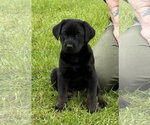 Small Labrador Retriever Mix