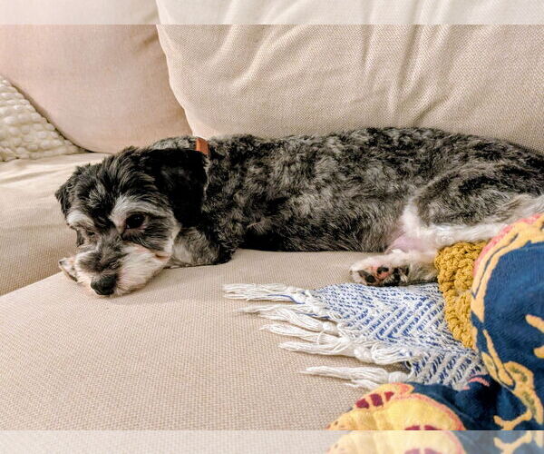 Medium Photo #4 Havanese Puppy For Sale in Brooklyn Center, MN, USA