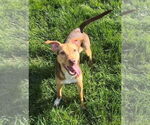 Small American Pit Bull Terrier Mix