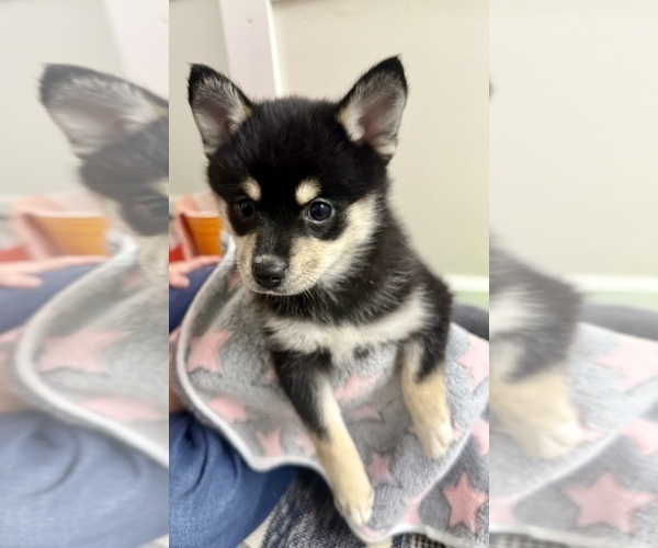 Medium Photo #4 Pomsky-Shiba Inu Mix Puppy For Sale in NASHUA, NH, USA