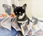 Small #3 Pomsky-Shiba Inu Mix