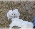 Small Photo #10 Maltese Puppy For Sale in ROSWELL, GA, USA