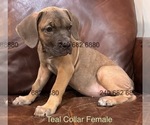 Puppy Teal Collar F Cane Corso