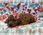 Small Photo #7 Cavapoo Puppy For Sale in LAKELAND, FL, USA