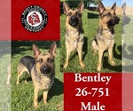 Small German Shepherd Dog