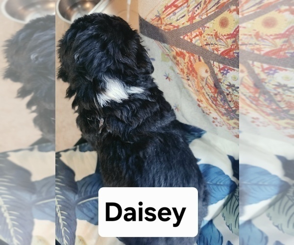 Medium Photo #3 Bernese Mountain Dog Puppy For Sale in SUPERIOR, WI, USA