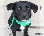 Small #1 Labrador Retriever Mix