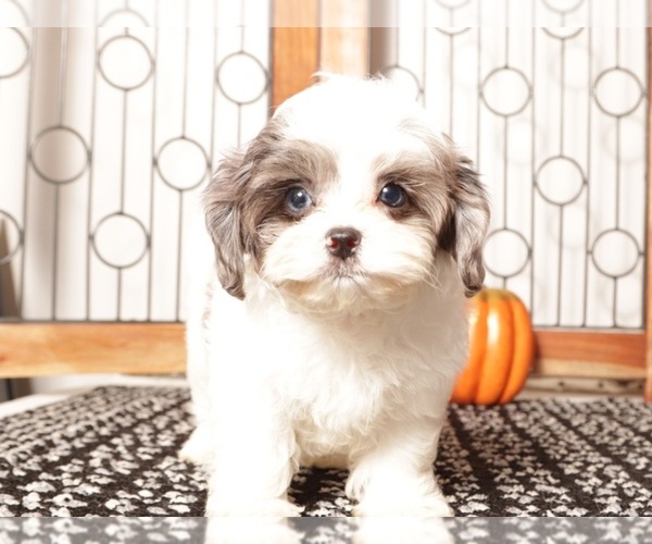 Medium Photo #3 ShihPoo Puppy For Sale in NAPLES, FL, USA
