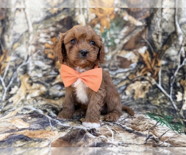 Medium Photo #6 Cavapoo (Miniature) Puppy For Sale in LAKELAND, FL, USA