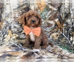 Small #5 Cavapoo (Miniature)
