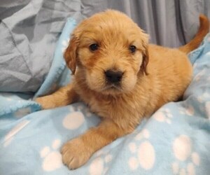 Golden Retriever Puppy for sale in COLVILLE, WA, USA