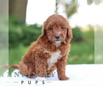 Small #2 Goldendoodle (Miniature)