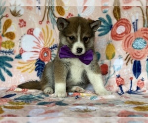 Pomsky-Shiba Inu Mix Puppy for sale in LANCASTER, PA, USA