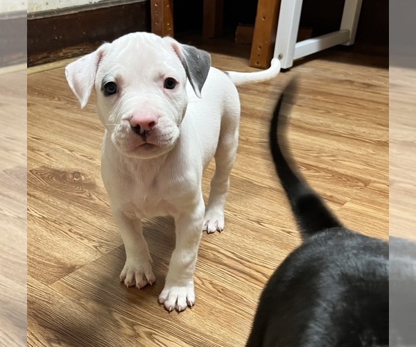 Medium Photo #1 American Pit Bull Terrier Puppy For Sale in ZANESVILLE, OH, USA