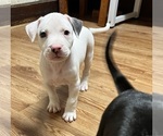 Puppy Puppy 6 American Pit Bull Terrier