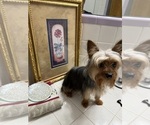 Small #1 Yorkshire Terrier