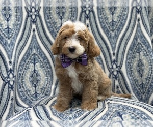 Double Doodle Puppy for sale in LAKELAND, FL, USA