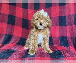 Cockapoo (Miniature) Puppy for sale in LAKELAND, FL, USA