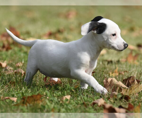 Medium Photo #4 Jackshund Puppy For Sale in Mechanicsburg, PA, USA