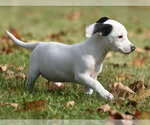 Small Photo #4 Jackshund Puppy For Sale in Mechanicsburg, PA, USA