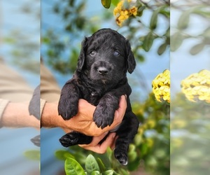 Aussiedoodle Puppy for Sale in SAINT CLOUD, Florida USA