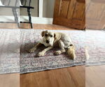 Small #1 Golden Retriever Mix