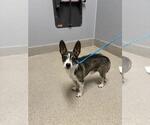 Small Chihuahua Mix