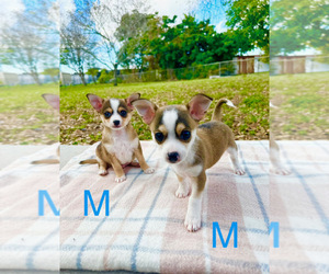 Chihuahua Puppy for Sale in MIAMI GARDENS, Florida USA