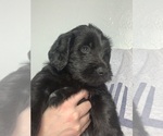 Small Photo #2 Double Doodle Puppy For Sale in MINCO, OK, USA