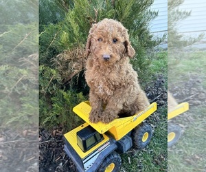 Poodle (Miniature) Puppy for Sale in MIDDLEBURY, Indiana USA