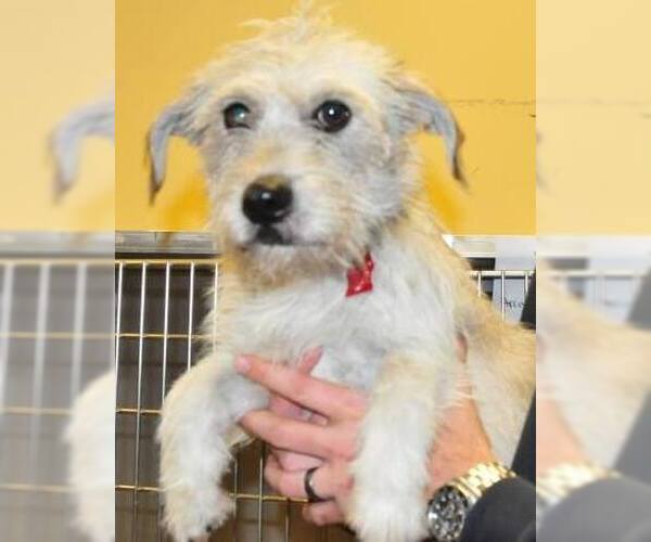 Medium Photo #9 Mutt Puppy For Sale in Houston, TX, USA