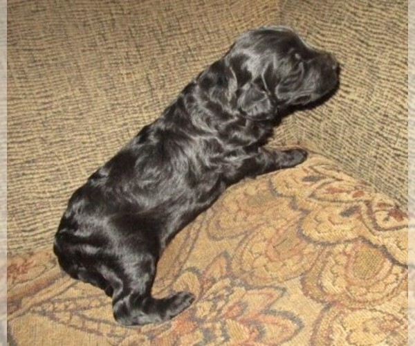 Medium Photo #18 Aussie-Poo-Aussiedoodle Mix Puppy For Sale in LINCOLN, AL, USA