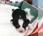 Small Photo #13 Cavalier King Charles Spaniel Puppy For Sale in CARLISLE, KY, USA