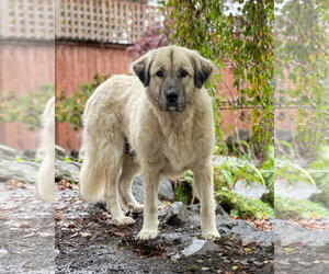 Trinity - Female Anatolian Shepherd-Unknown Mix Dog for Adoption