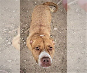 American Pit Bull Terrier-Unknown Mix Dogs for adoption in Denton, TX, USA