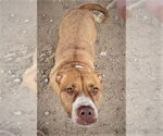 Small American Pit Bull Terrier Mix