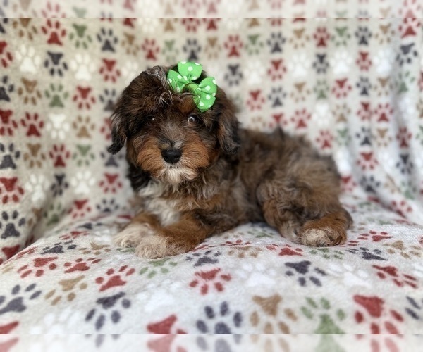 Medium Photo #6 Aussiedoodle Miniature  Puppy For Sale in LAKELAND, FL, USA