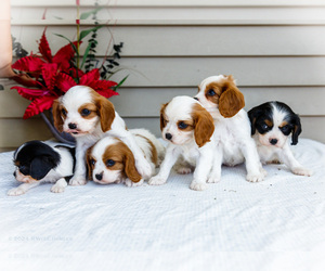 Cavalier King Charles Spaniel Litter for sale in WAKARUSA, IN, USA
