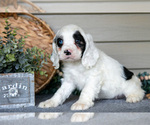 Small #2 Cocker Spaniel