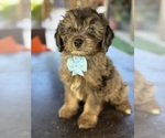 Small #4 Aussiedoodle Miniature 