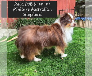 Australian Shepherd Dogs for adoption in York, SC, USA