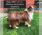 Reba - Female Australian Shepherd Dog for Adoption - Small photo