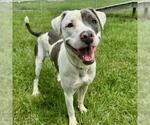 Small #1 American Pit Bull Terrier