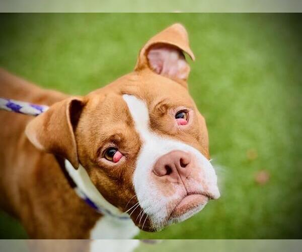 Medium Photo #1 Bulldog-Unknown Mix Puppy For Sale in Orlando, FL, USA