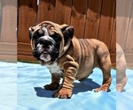 Puppy Puppy 3 English Bulldog