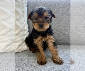 Yorkshire Terrier Puppy for Sale in FAIR HAVEN, Michigan USA