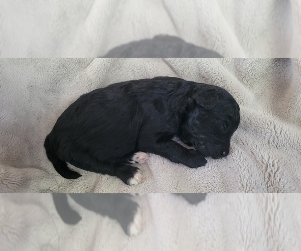 Medium Photo #16 Poodle (Toy) Puppy For Sale in MORRISON, CO, USA