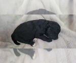 Small Photo #16 Poodle (Toy) Puppy For Sale in MORRISON, CO, USA