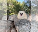 Small Photo #1 Pomeranian Puppy For Sale in HOUSTON, TX, USA